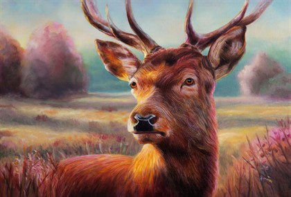 Cervo in un mattino rosato